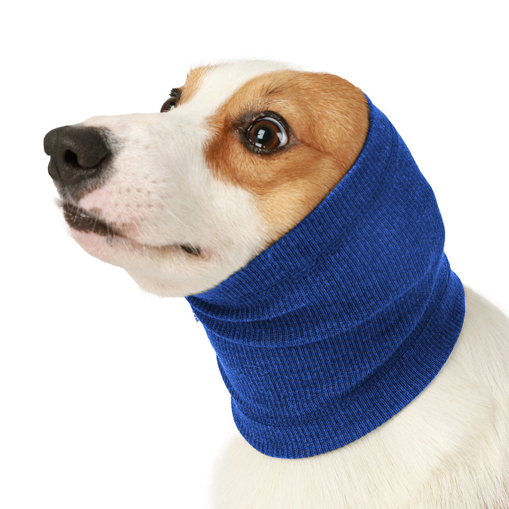 Brown-and-white dog wearing a royal blue knitted ear cover