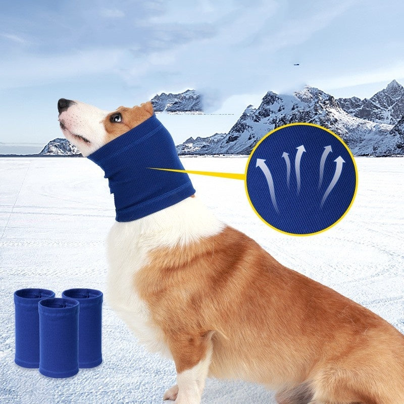 Corgi wearing a blue knitted ear cover in a snowy setting