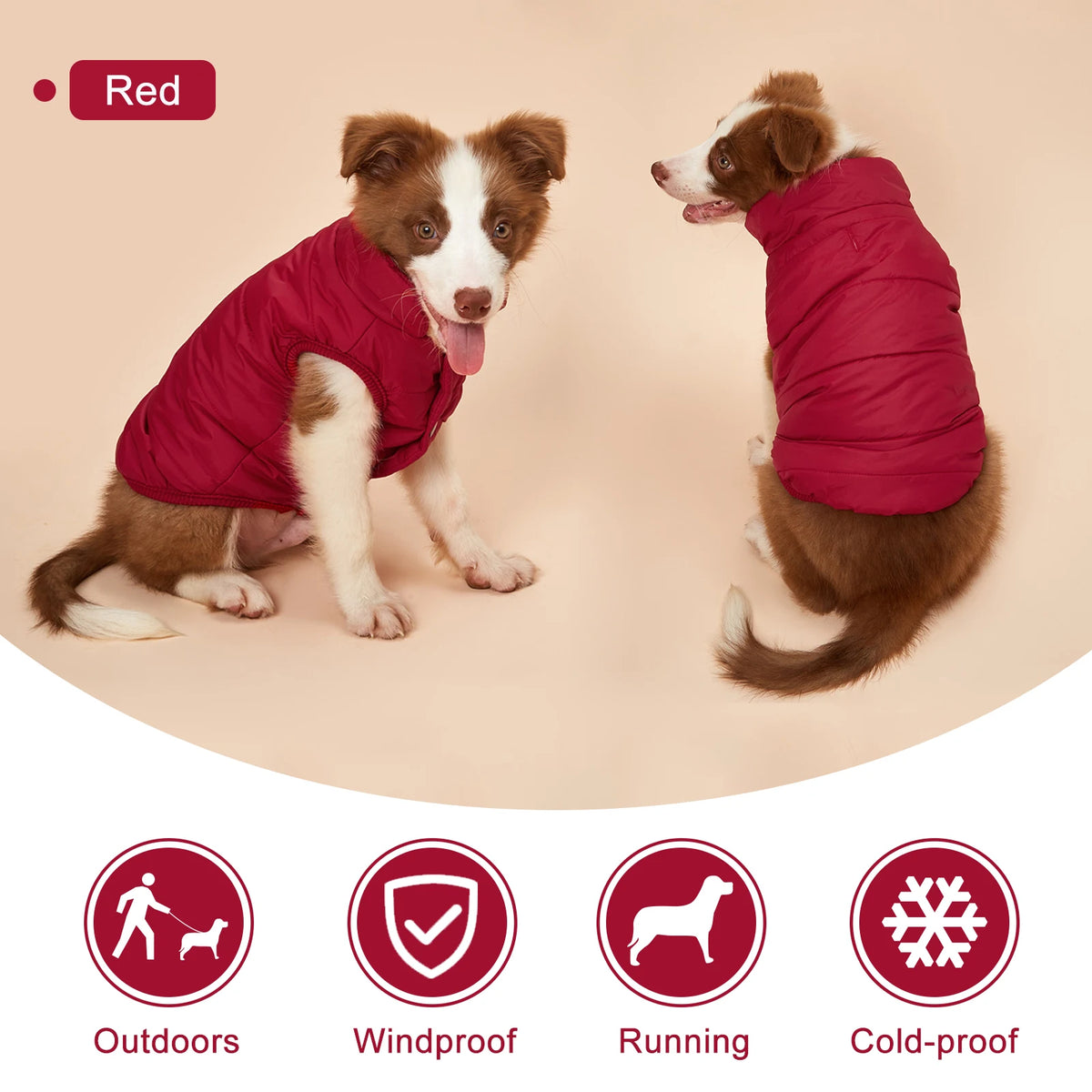 Dog modeling a red puffer jacket from the front and back
