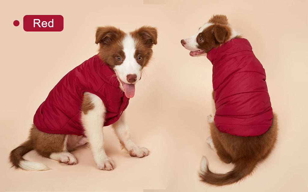 Dog modeling a red puffer jacket from the front and back