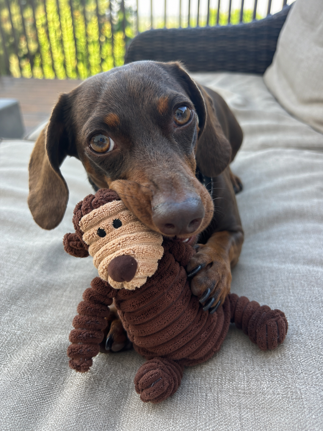 Chocolate-and-tan dachshund holding a brown monkey plush toy on a patio cushion