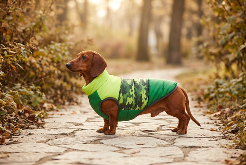 Chocolate-and-tan dachshund wearing a green camouflage puffer jacket outdoors